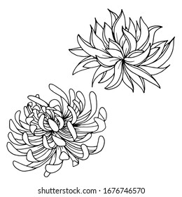 Vector drawing of chrysanthemum flowers. Beautiful decorative flowers. sketch