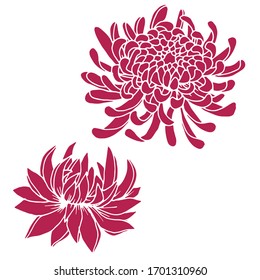 Hand Drawn Autumn Flowers Chrysanthemum Flowervintage Stock Vector ...