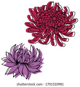 Vector drawing of chrysanthemum flowers. Nature. Sketch, illustration.