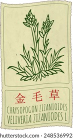 Vector drawing CHRYSOPOGON ZIZANIOIDES in Chinese. Hand drawn illustration. The Latin name is VELIVERIA ZIZANIODES L.
