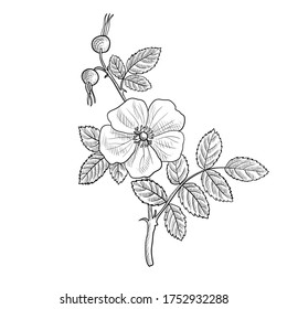 Zimtrose, Rosa majalis, handgezeichnete Illustration von Heilpflanzen