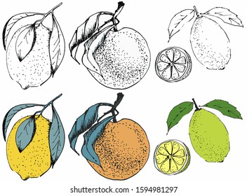 Vector drawing of citrus. Ink sketches and color sketches. Manual work. Great idea for postcard, calendar, holiday invitation, wrapping paper. Suitable for decorating recipes, frames, diaries.