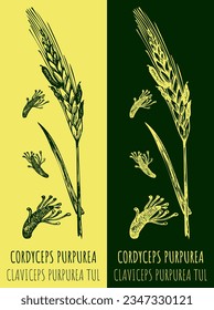 Vector drawing Claviceps. Hand drawn illustration. The Latin name is CLAVICEPS PURPUREA.
