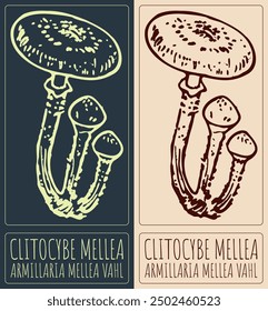 Vector drawing CLITOCYBE MELLEA. Hand drawn illustration. Latin name is GYROPORUS ARMILLARIA MELLEA VAHL.
