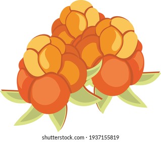 vector drawing of cloudberry berries with leaves, northern berry