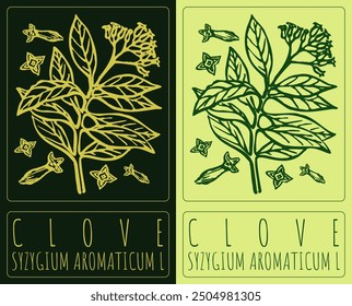 Vector drawing CLOVE. Hand drawn illustration. Latin name is SYZYGIUM AROMATICUM L.
