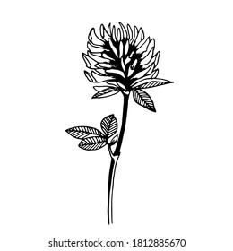 vector drawing of a clover flower close-up black and white silhouette, summer mood, for use as a logo and print on fabric and paper.