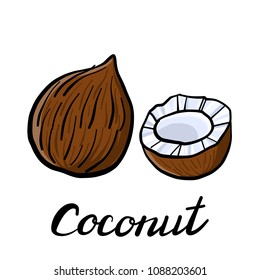 vector drawing coconut, hand drawn illustration