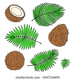 Vector drawing with coconuts and palm leaves on a white background.