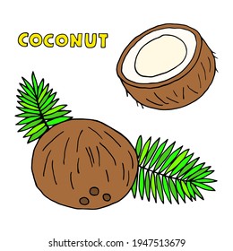 Vector drawing with coconuts and palm leaves on a white background.