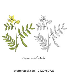 vector drawing coffee senna plant, Senna occidentalis at white background, hand drawn illustration