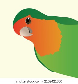 A vector drawing in color of a funny peach faced lovebird, also called a rosy faced lovebird. The green red bird looks from the right side of the picture as if he is peeking around the corner. He look