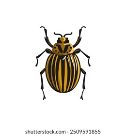 Escarabajo de la patata de Colorado aislado en el fondo blanco, plaga del Vector, Leptinotarsa decemlineata, ilustración dibujada a mano