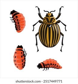 Escarabajo de la patata de Colorado y larvas aisladas en el fondo blanco, plaga del Vector, Leptinotarsa decemlineata, ilustración dibujada a mano