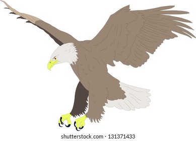 vector drawing colored bald eagle hunting in aggressive