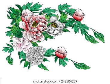 vector drawing colorful peonies background and text,vintage floral vector bouquet of peonies and garden flowers, botanical natural peonies Illustration on white. Summer floral peonies greeting card