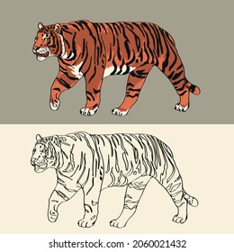 vector drawing coloring adult tiger