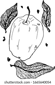 Vector drawing coloring by liner apple and leaves
isolated on a white background. Isolated drawing stencil of fruit for printing on objects, clothes, packaging, bed, designers