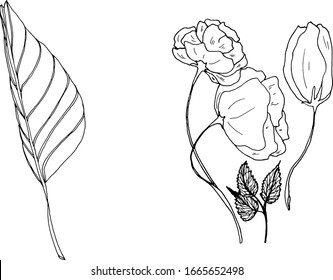 Vector drawing coloring liner flowers bouquet and leaves
isolated on a white background. An isolated drawing of a stencil of buds and a palm leaf for printing on objects, clothes, packaging, beds, des