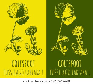 Vector drawing COLTSFOOT. Hand drawn illustration. The Latin name is TUSSILAGO FARFARA  L.
