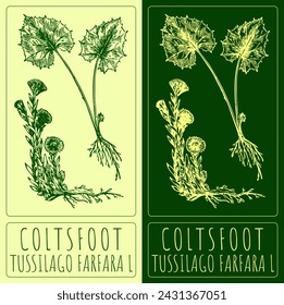Vector drawing COLTSFOOT. Hand drawn illustration. The Latin name is TUSSILAGO FARFARA L.
