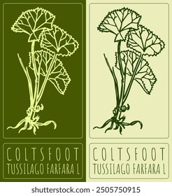 Vector drawing COLTSFOOT. Hand drawn illustration. Latin name is TUSSILAGO FARFARA L.
