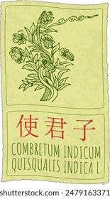 Vector drawing COMBRETUM INDICUM in Chinese. Hand drawn illustration. The Latin name is QUISQUALIS INDICA L.
