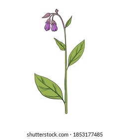 comandancia de dibujo vectorial, Symphytum officinale, ilustración de planta medicinal