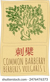 Vector drawing COMMON BARBERRY in Chinese. Hand drawn illustration. The Latin name is BERBERIS VULGARIS L.
