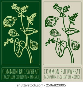 Vektorgrafik COMMON BUCKWHEAT . Handgezeichnete Abbildung. Der lateinische Name ist FAGOPYRUM ESCULENTUM MOENCH.
