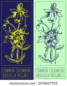 Vector drawing COMMON COLUMBINE. Hand drawn illustration. The Latin name is AQUILEGIA VULGARIS L.
