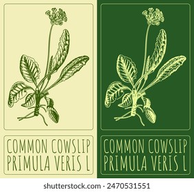 Vector drawing COMMON COWSLIP. Hand drawn illustration. The Latin name is PRIMULA VERIS L.
