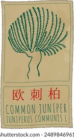 Vector drawing COMMON JUNIPER   in Chinese. Hand drawn illustration. The Latin name is JUNIPERUS COMMUNIS L.

