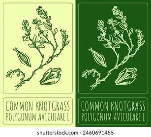 Vector drawing COMMON KNOTGRASS . Hand drawn illustration. The Latin name is POLYGONUM AVICULARE L.
