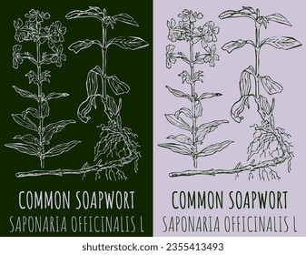 Vector drawing COMMON SOAPWORT. Hand drawn illustration. The Latin name is SAPONARIA OFFICINALIS L.