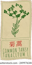 Vector drawing COMMON TANSY in Chinese. Hand drawn illustration. Latin name is TANACETUM L.
