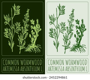 Vector drawing COMMON WORMWOOD. Hand drawn illustration. The Latin name is ARTEMISIA ABSINTHIUM L.
