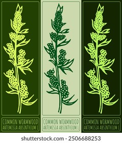 Vector drawing COMMON WORMWOOD. Hand drawn illustration. Latin name is ARTEMISIA ABSINTHIUM L.
