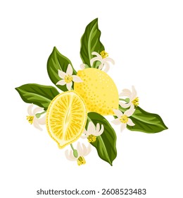 vector drawing composition with lemon fruits,flowers and green leaves isolated at white background, hand drawn illustration