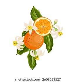 vector drawing composition with orange fruits,flowers and green leaves isolated at white background, hand drawn illustration