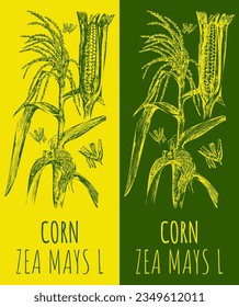 Vector drawing CORN. Hand drawn illustration. The Latin name is ZEA MAYS L.
