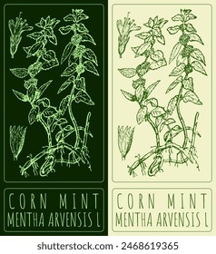 Vector drawing CORN MINT. Hand drawn illustration. The Latin name is MENTHA ARVENSIS L.
