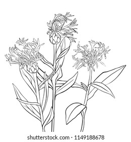 vector drawing cornflowers, floral composition, hand drawn botanical illustration