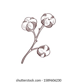 vector drawing cotton branch, hand drawn illustration