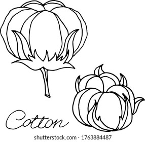 Vector drawing of cotton flowers. Nature. Sketch, illustration. decorative