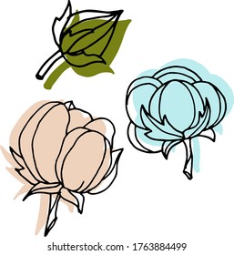 Dibujo vectorial de flores de algodón. Naturaleza. Esbozo, ilustración. decorativo