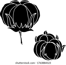 Vector drawing of cotton flowers. Nature. Sketch, illustration. decorative