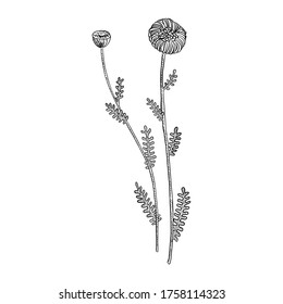 vector drawing cotton lavender, Santolina chamaecyparissus, hand drawn illustration of medicinal plant