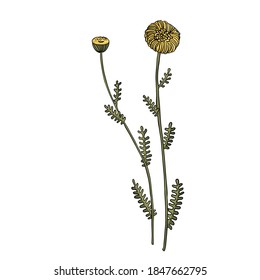 vector drawing cotton lavender, Santolina chamaecyparissus, hand drawn illustration of medicinal plant