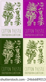 Vector drawing COTTON THISTLE. Hand drawn illustration. The Latin name is ONOPORDUM ACANTHIUM L.
